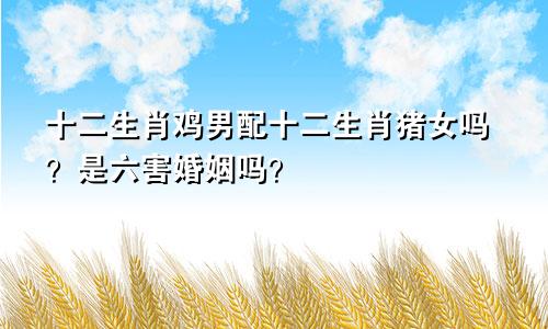 生肖鸡男和生肖猪女配吗 是六害婚姻吗