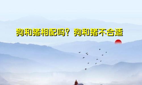 属狗和属猪相配吗，狗和猪合不合